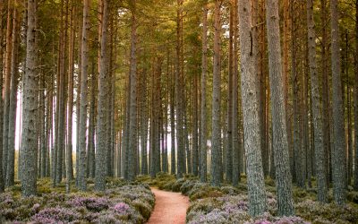 My Writing Journey